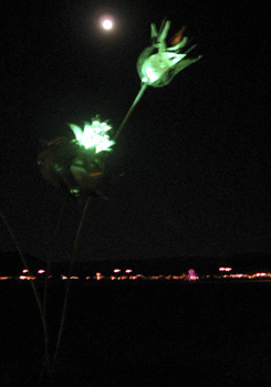 flowers_night
