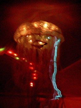 tods_jellyfish1