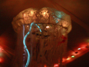 tods_jellyfish4