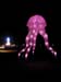 octopus9