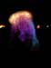 tod_jellyfish1