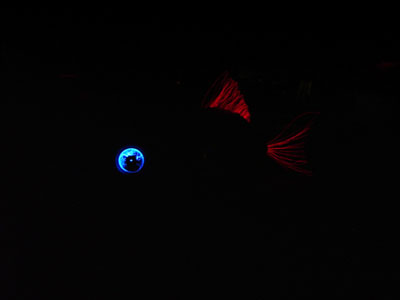 IMGP0381FishBike4